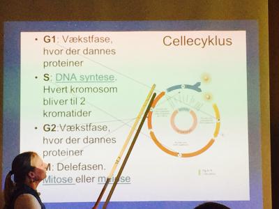 celledeling_cyklus2